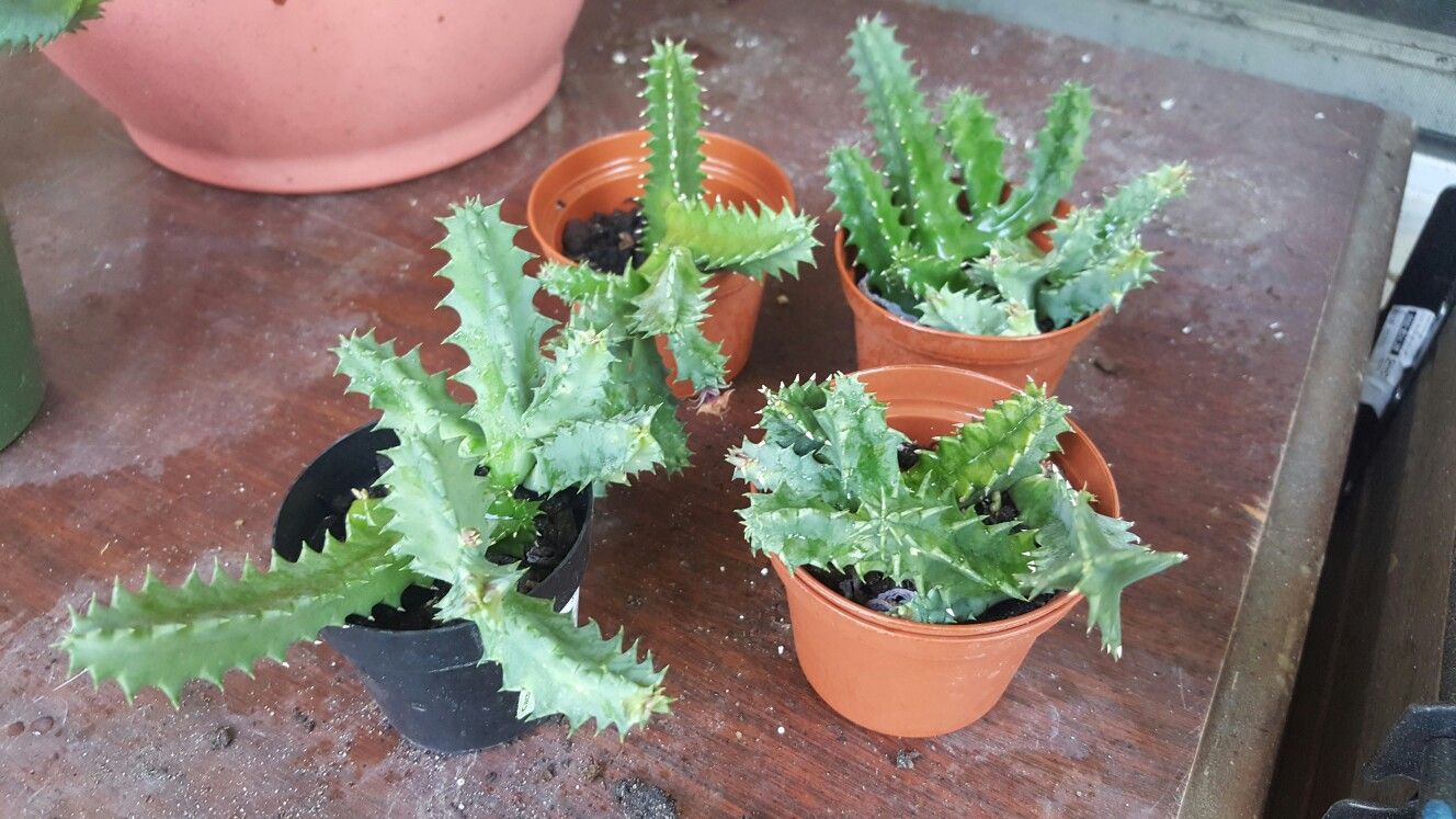 Lifesaver cactus 3" pot rooted plant