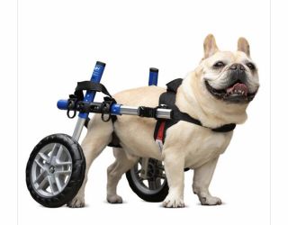 Wheelchair For A Small Dog