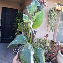Monstera Lecheriana Albo Variegated Plant $35