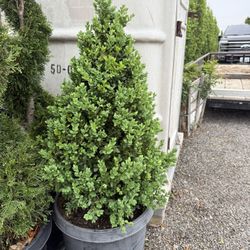 Boxwood Cones