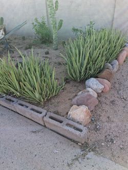 Free Aloe Vera plants