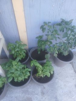 Plantas