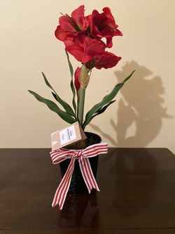 Amaryllis floral arrangement 7”X 26”(18cm x 66cm) by Martha Stewart .Christmas decoration