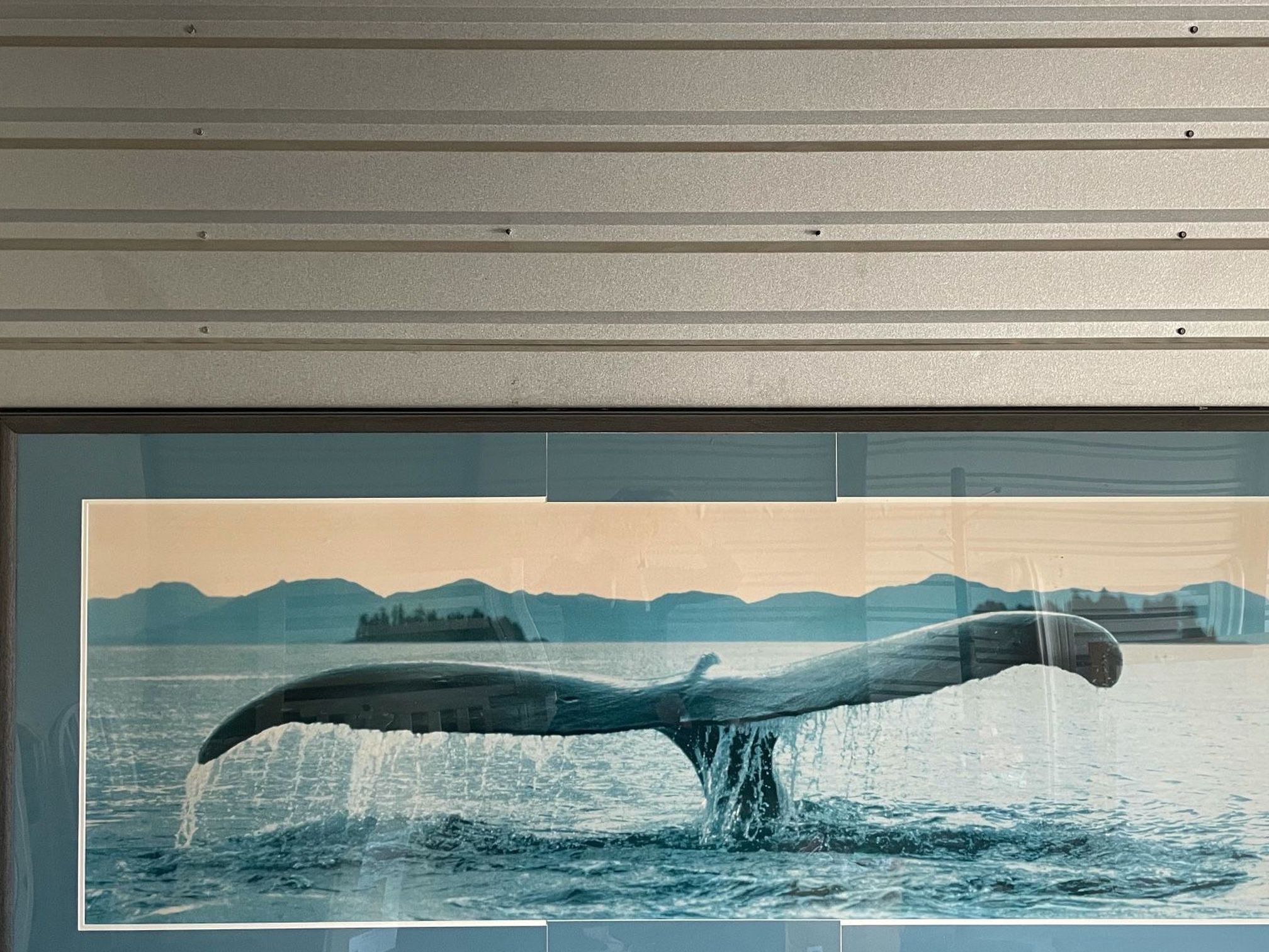 7’ x 3’ Whale Tail Portrait