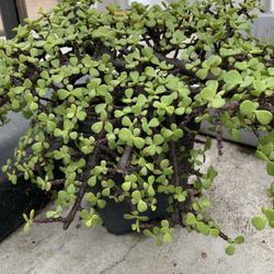 Plants 🪴 
