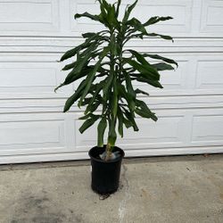 Indoor Plants