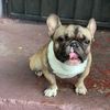 Junior