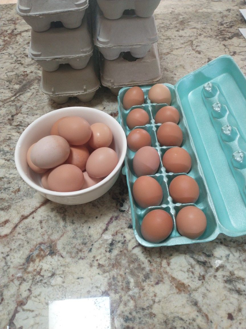 Fresh Eggs, Backyard Raised! First Come First Serve! While Supply Lasts.