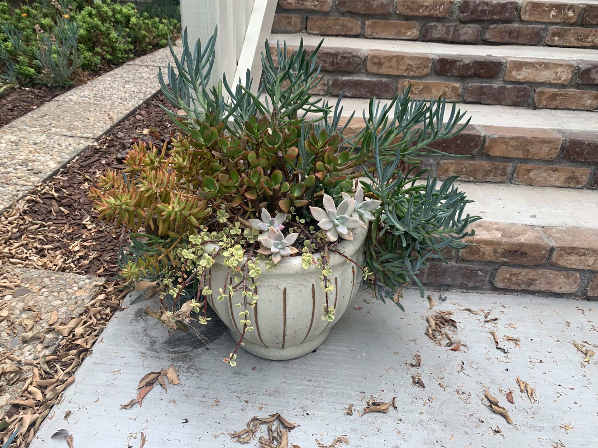 Four beautiful planters with succulents.