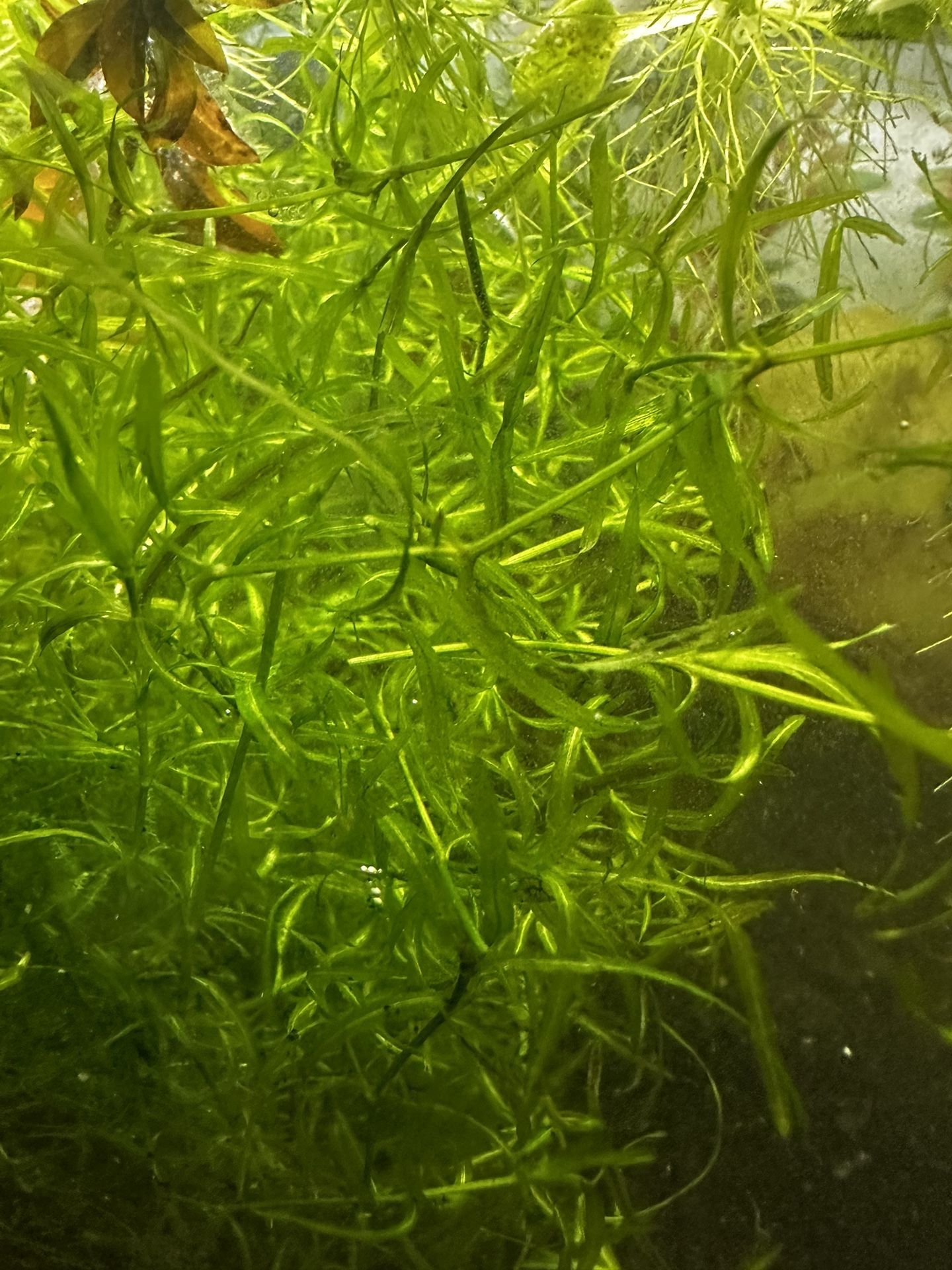Guppy Grass