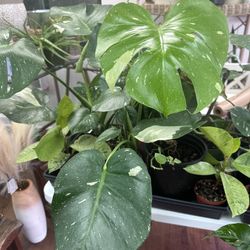 This Constellation Monstera Entire Plant Not Cutting 