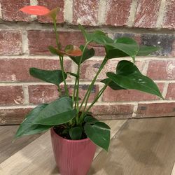Pink Anthurium plant