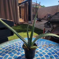 Small Aloe Plant...