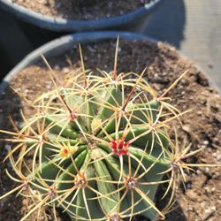 Barrel Cactus