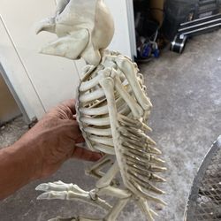 Bird Skeleton 