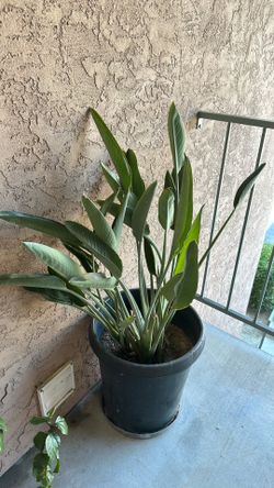 Bird of paradise