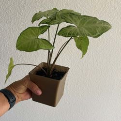 Real Syngonium Plant 