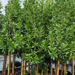 Green Buttonwood Trees About 7 Feet Tall For Just $90 Instant Privacy Plants Green Fencing Privacy Hedges 