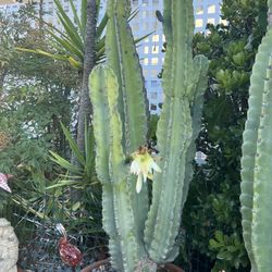 Flowering Columnar Cacti