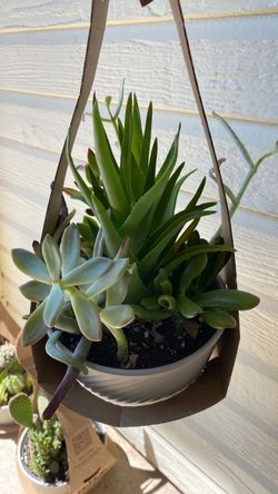 Cactus mixed