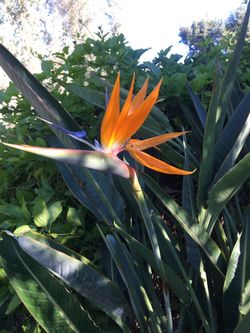 Bird Of Paradise Plant