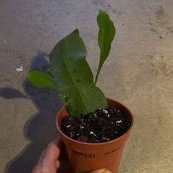 Queen Of The Night Cactus 