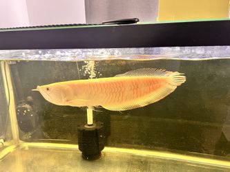 Albino Arowana (35–40 cm), 75-gallon tank, large canister filter, heater, and color-changing aquarium light.