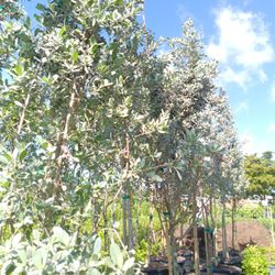 SILVER BUTTONWOOD TREES 45GL 12 -14ft $300