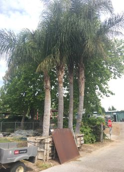 Queen palms