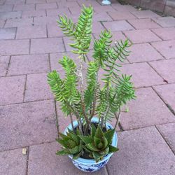 Amazing Large Tall Tiger Teeth Cactus Succulent Tree Plant Flower In Ceramic Pot Little Pines  