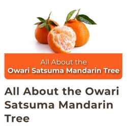 Owari Satsuma Mandarin Trees 🌳
