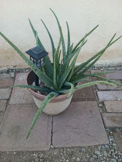 Aloe vera