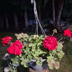 Geranium Hanging Basket