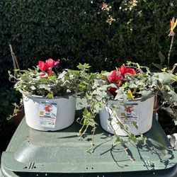 Plants, Flowers. 2 For $25 OBO. See Pictures For Details. See Other Postings. 