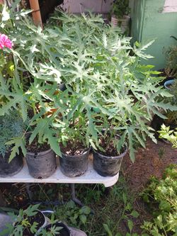 Papaya Plant