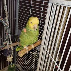 Cotorro del amazonas