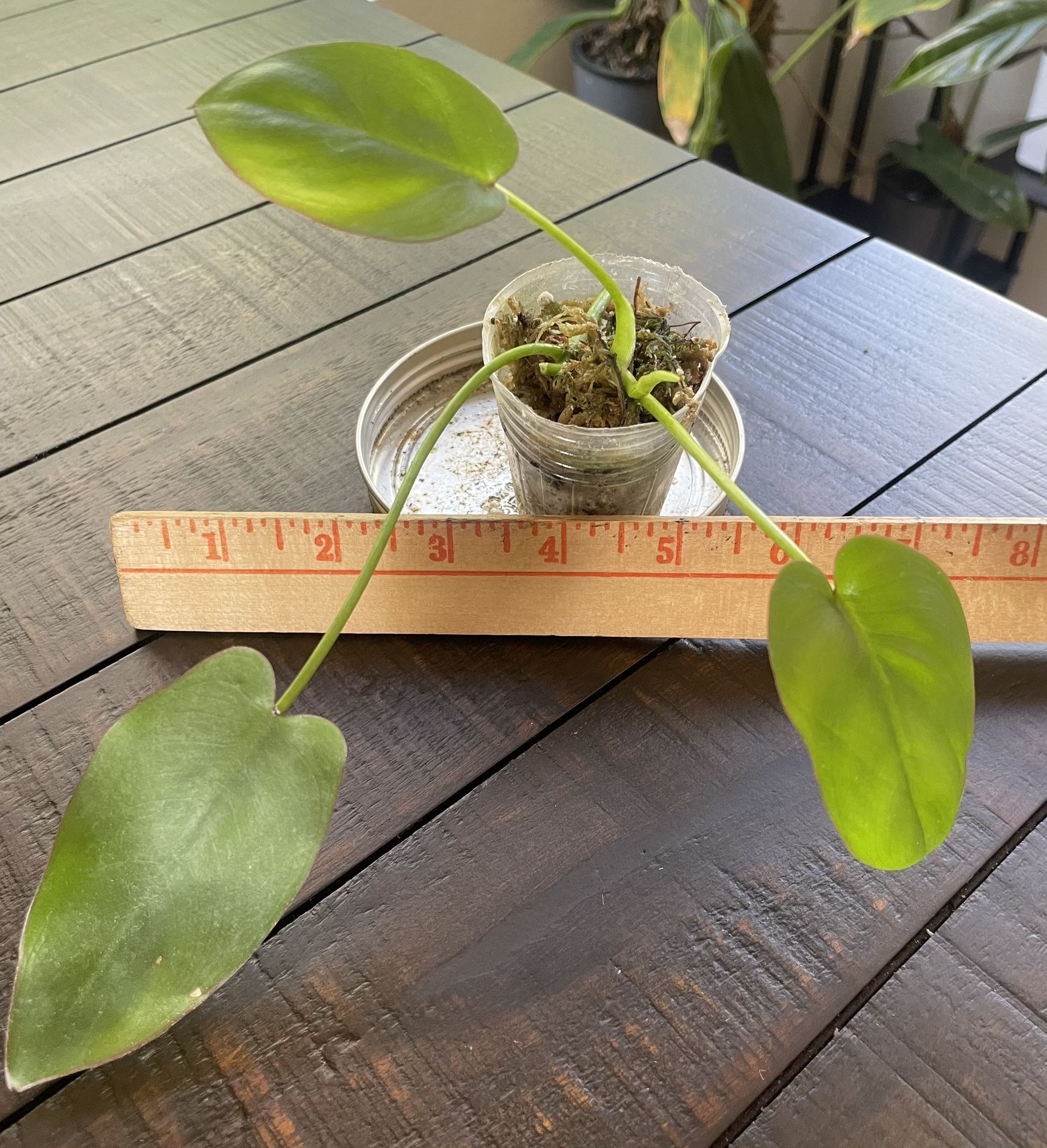 Philodendron Recurvifolium