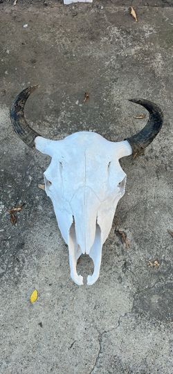 Natural Bison Skull with Horns, Western Ranch Decor, 18" Wide