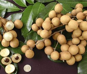 Mature Kohala Longan tree (4 ft tall)will be fruiting soon