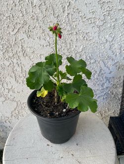 6 Inch Pot Horseshoe Geranium - Pelargonium Zonale - Indoor Outdoor Plant - Purple flowers Year Round - Rooted & Established - Drought Resistant