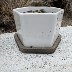10 Pots For Your Plants