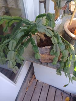 Christmas Cactus