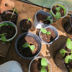 Cucumber Plants 