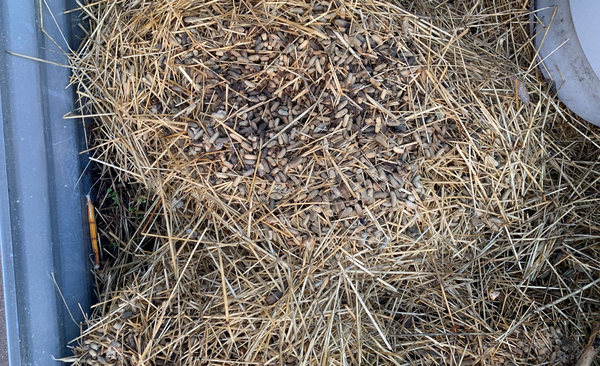 Hay With Fertilizer