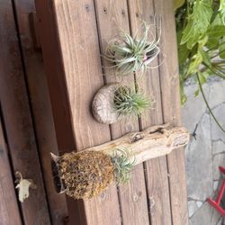 Air Ferns And Holders 