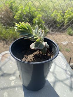 Kalanchoe Fedtschenkoi