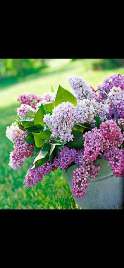 Blooming Purple Lilacs