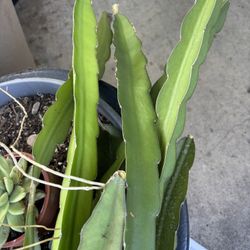 Free Dragonfruit Cuttings 