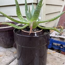 Large Soap Aloe In Crock