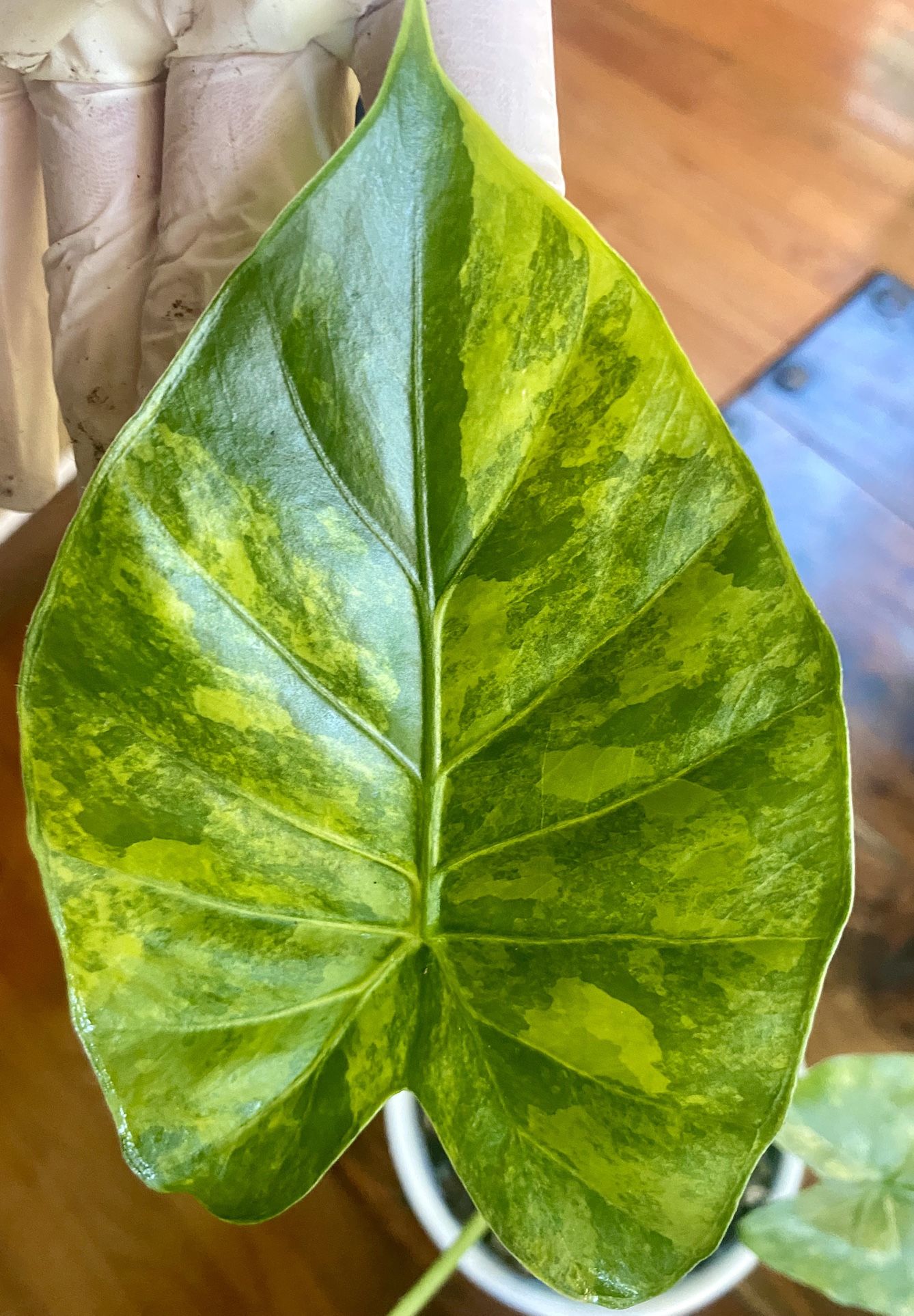 Alocasia Gageana Aurea